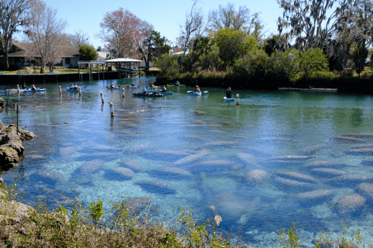 Manatee Season in Florida