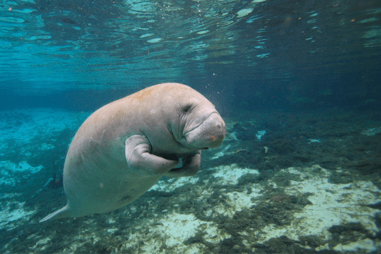 Manatees in Florida
