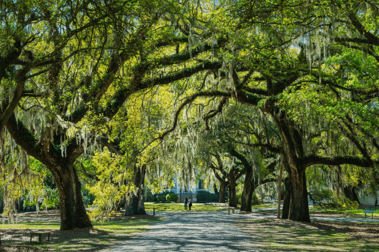 McLeod Plantation Historic Site