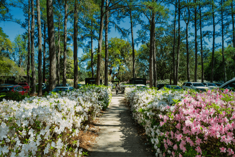 Middleton Place