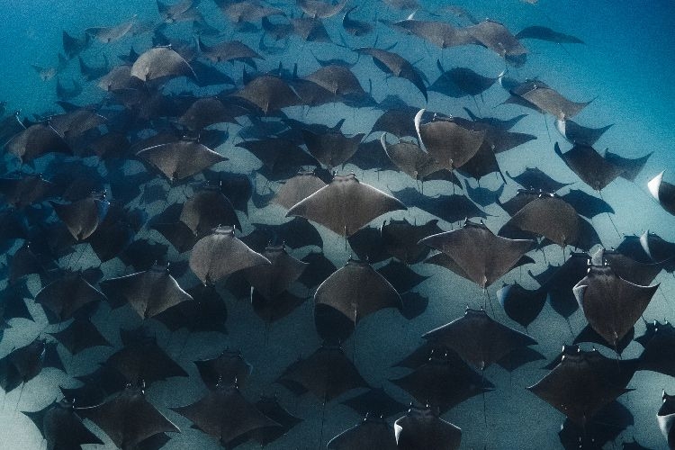 Mobula Ray Migration Mexico
