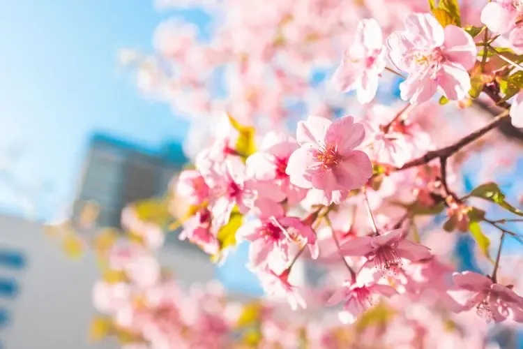 Best time to visit Nashville Cherry Blossom Festival, Top Villas