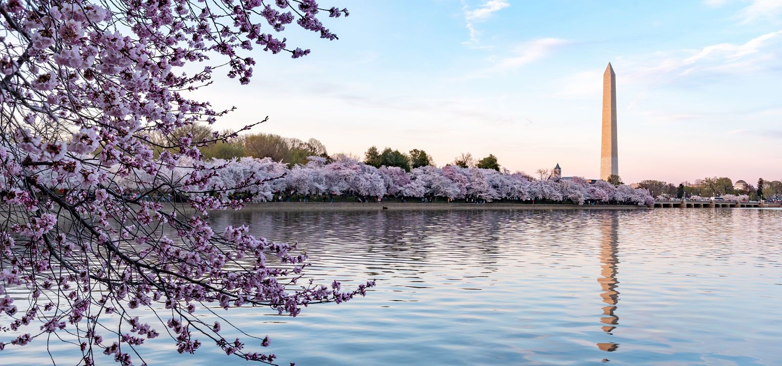 National Cherry Blossom Festival