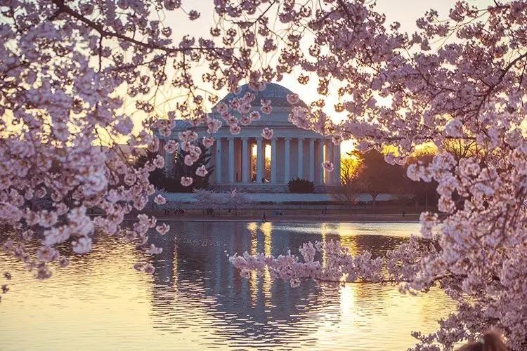 National Cherry Blossom Festival