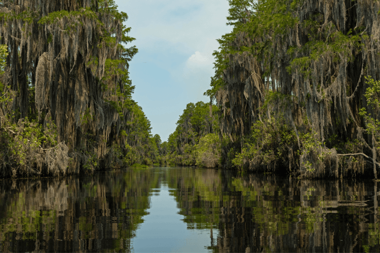 Okefenokee Swamp