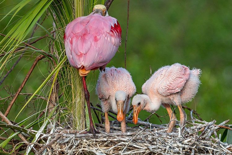 Orlando Wetlands Park