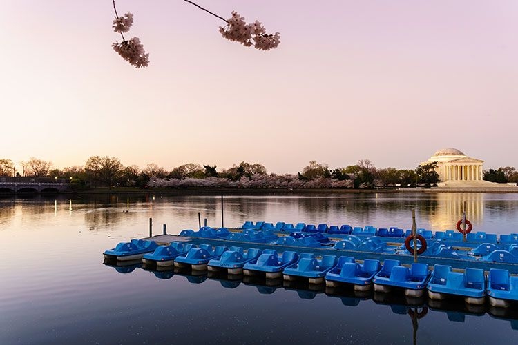 Paddle Boats on the Tidal Basin