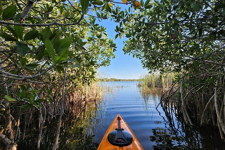 Paddleboarding through mangroves