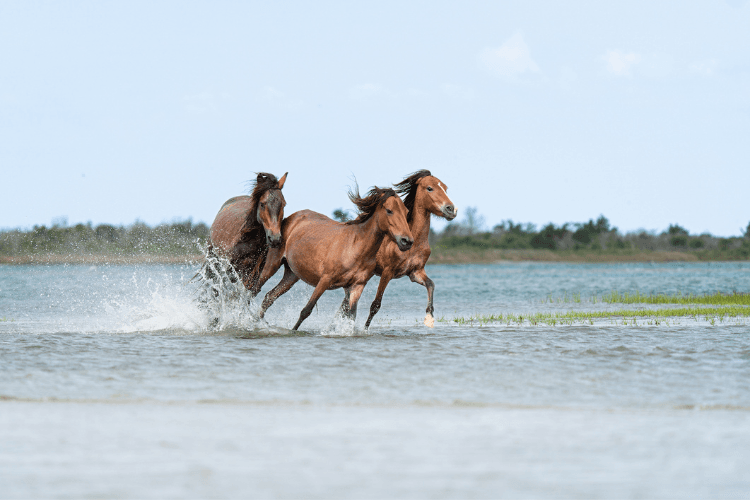 Shackleford Banks.png