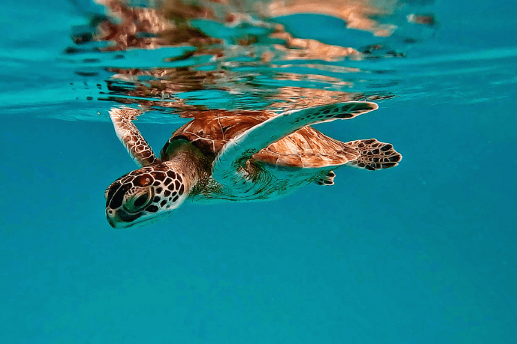 Snorkel with sea turtles
