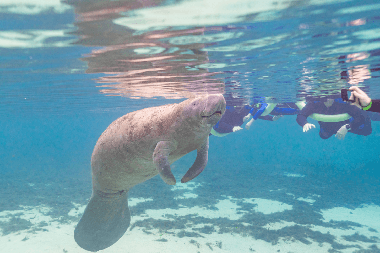 Swimming with Manatees in Florida