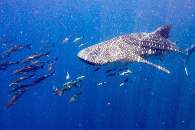 Thailand Whale shark best time to go