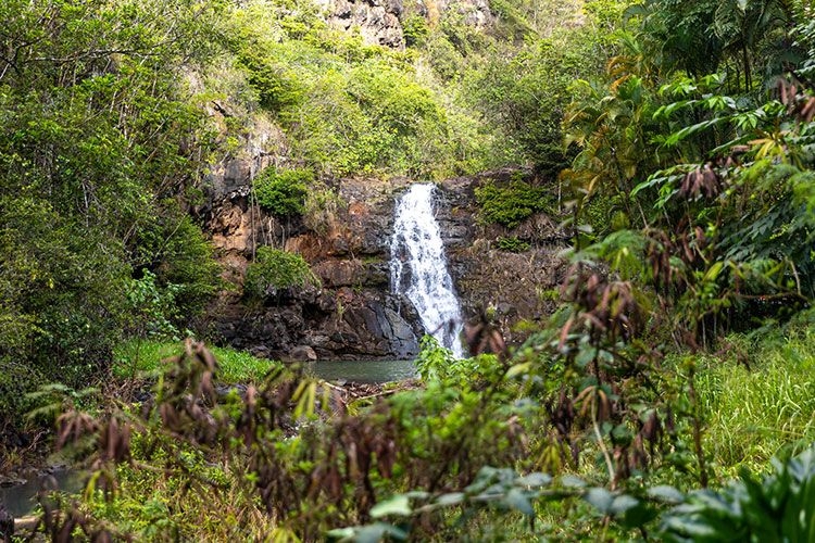 Waimea Valley