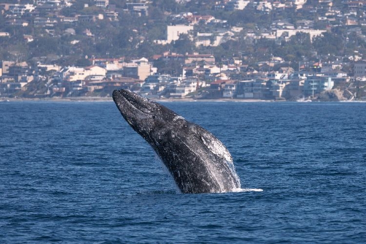 Whale migration California best time to visit