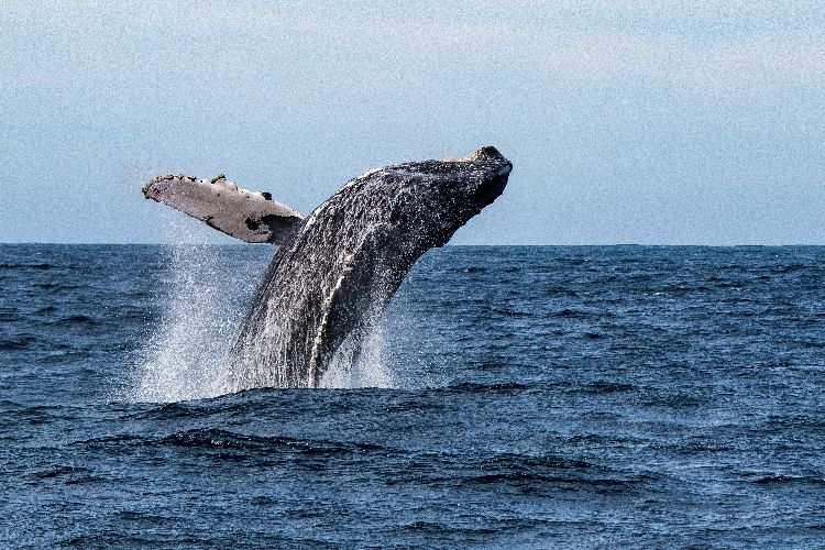 Whale watching in Mexico