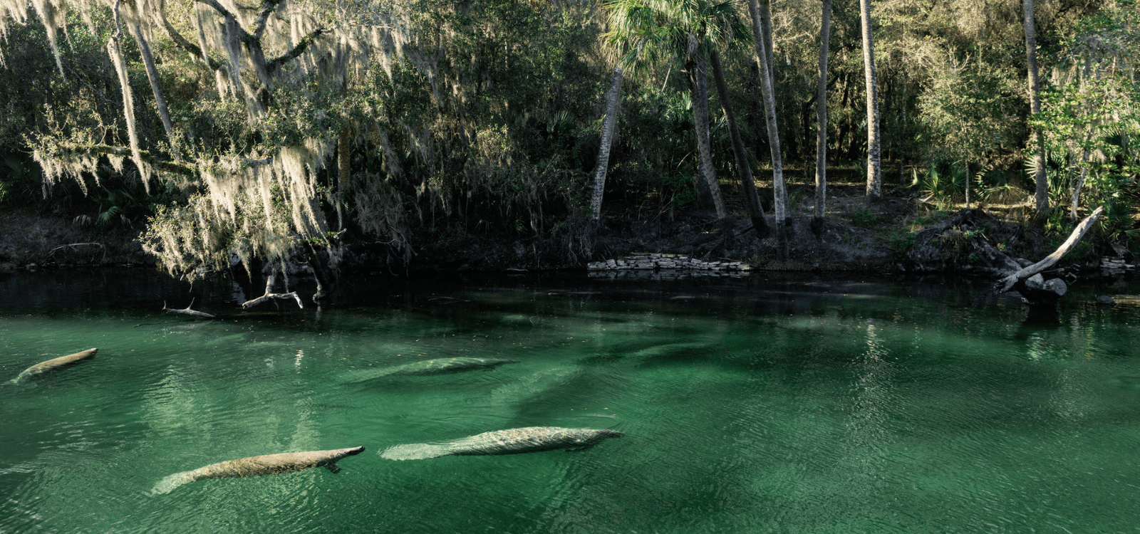 Where to See Manatees in Florida
