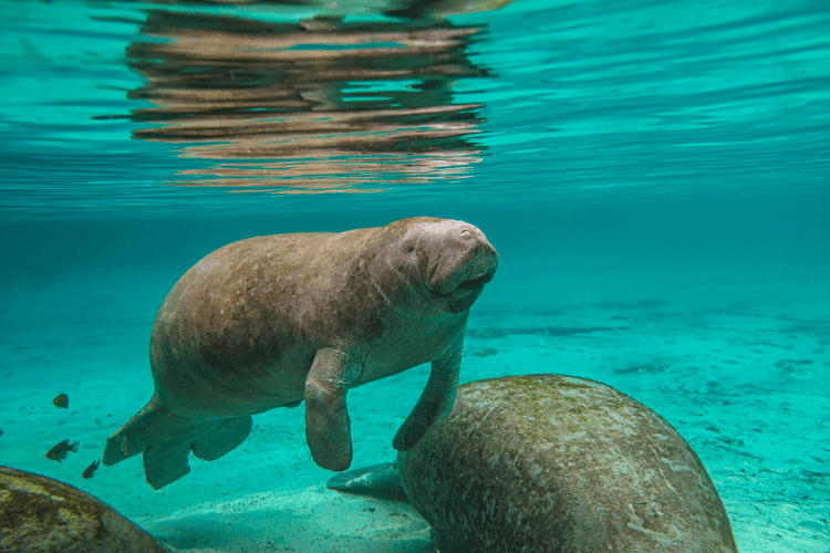 Where to See Manatees in Florida