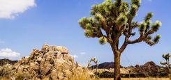 Yucca Valley destination