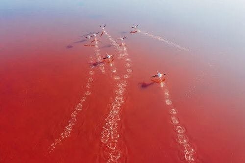 Flamingoes flying across a pink-colored lake