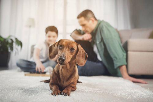 A red smooth haired dachshund lying on a white rug in a vacation rental