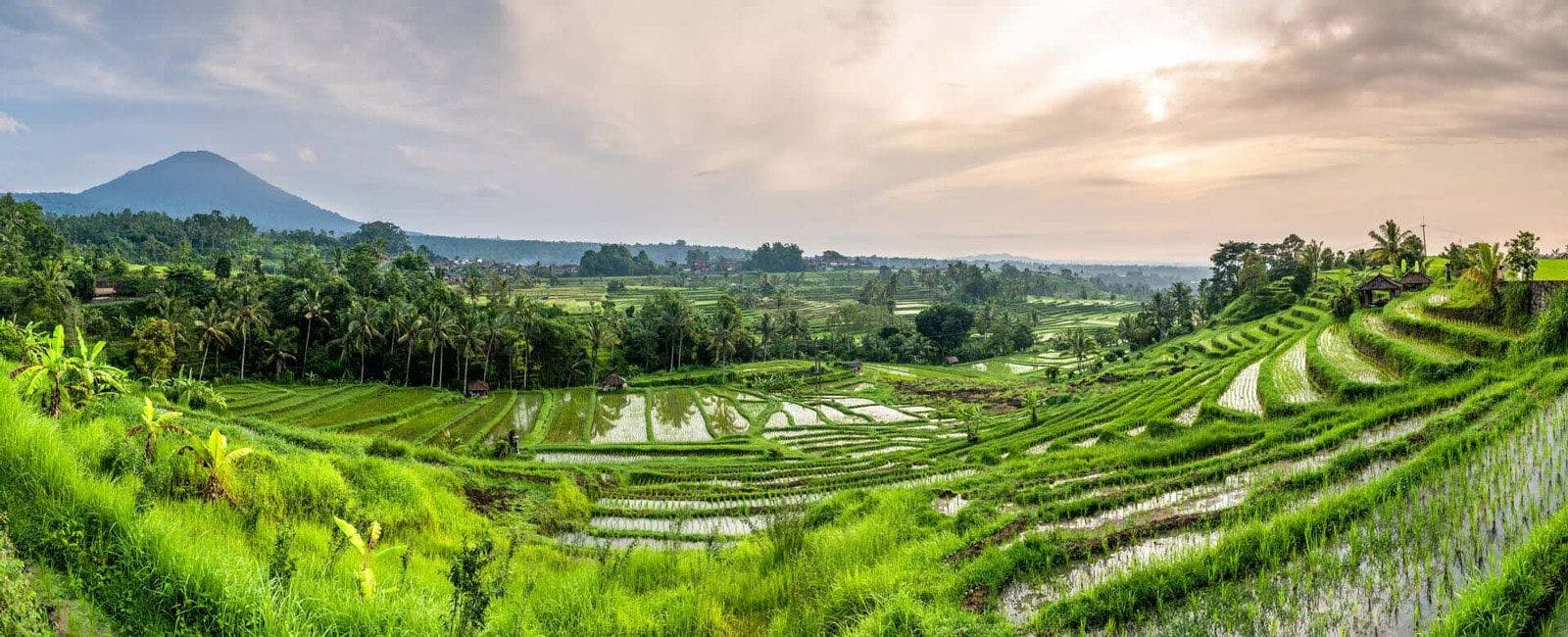 Panoramic view of rice fields in Bali