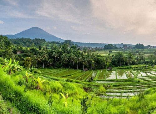 Landscape of Bali with water-logged rice fields, rainforest, and volcano