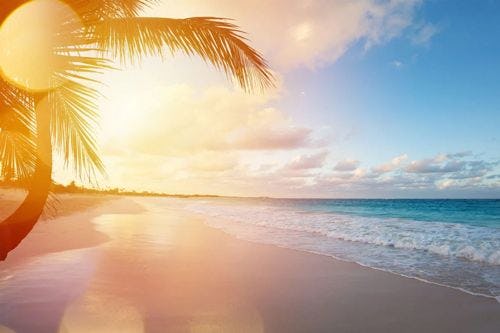 A white sand beach with a palm tree