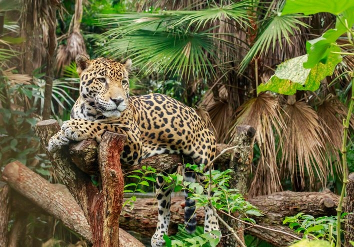 Best time to visit Belize, jaguar in the jungle, Top Villas