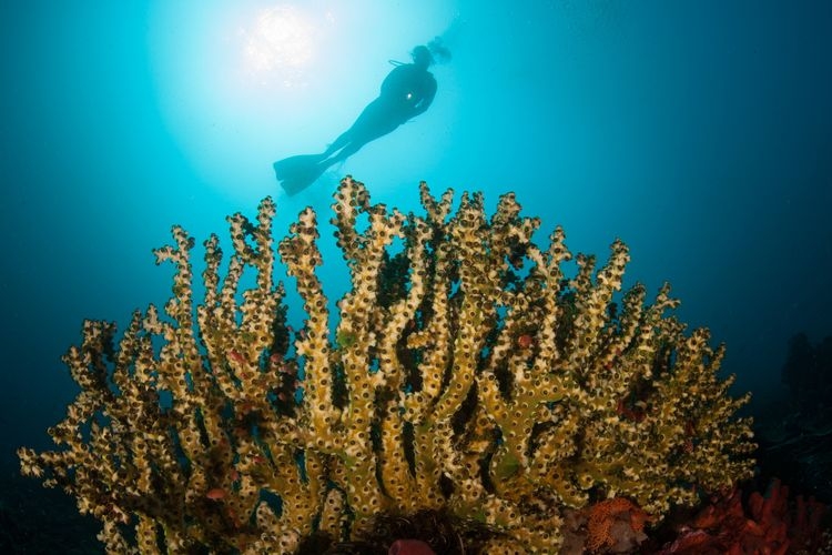 Best time to visit Cabo, diving, Top Villas