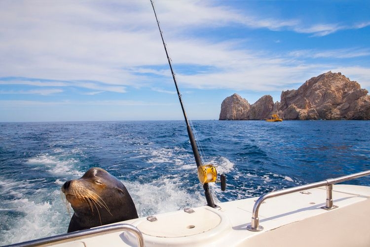 Best time to visit Cabo, fishing, Top Villas