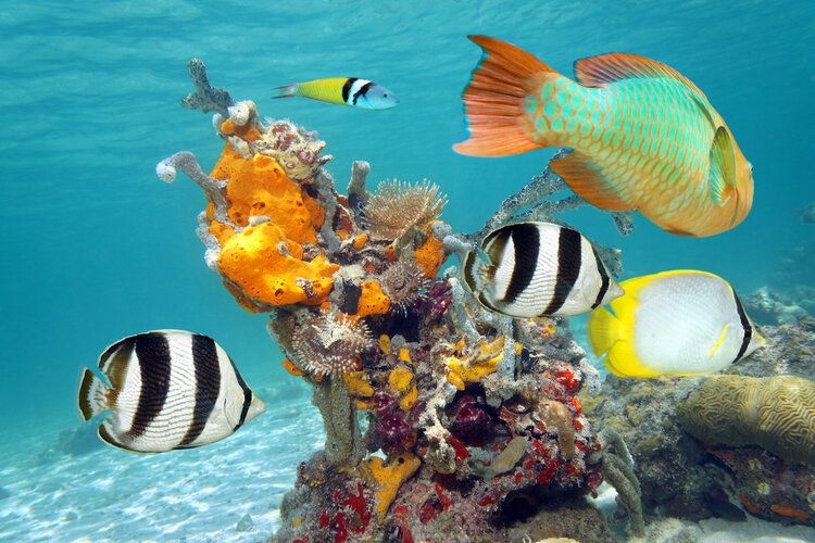 Best time to visit Cabo, marine life, scuba diving, Top Villas