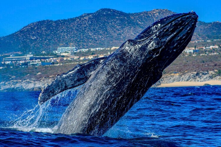The best time to visit Cabo, whale watching in January, Top Villas