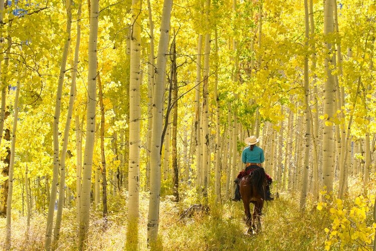 Best time to visit Colorado, fall aspens, October, Top Villas