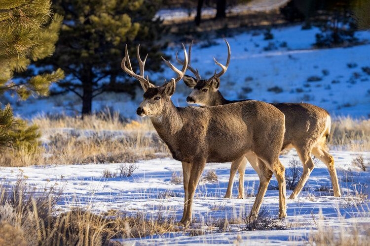 Best time to visit Colorado, November, wildlife, Top Villas