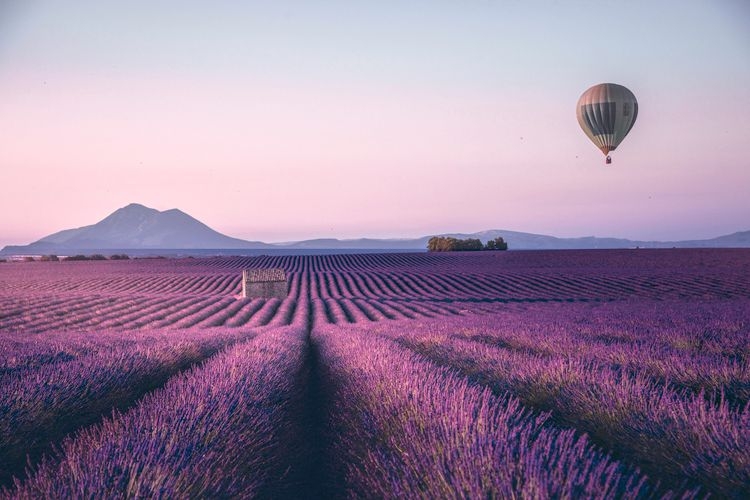 Best time to visit France, lavender fields in summer, Top Villas