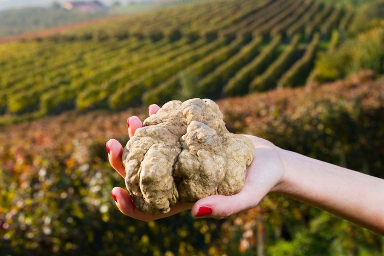 Best time to visit Italy, white truffles, Piedmont in autumn, Top Villas