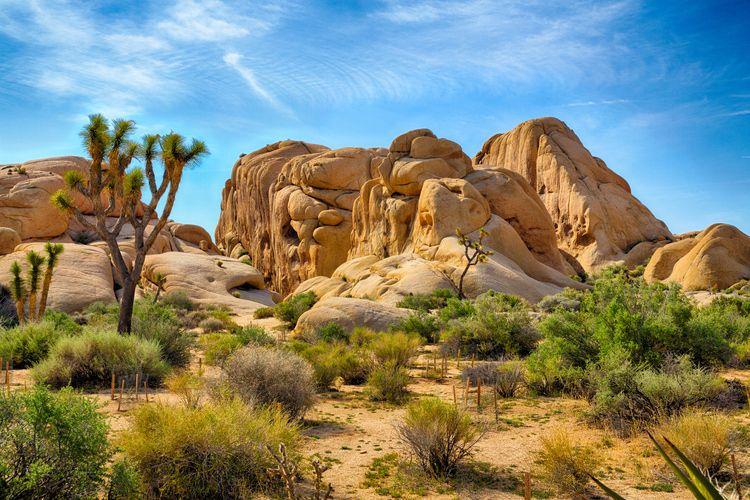 Best time to visit Joshua Tree, desert landscape, Top Villas