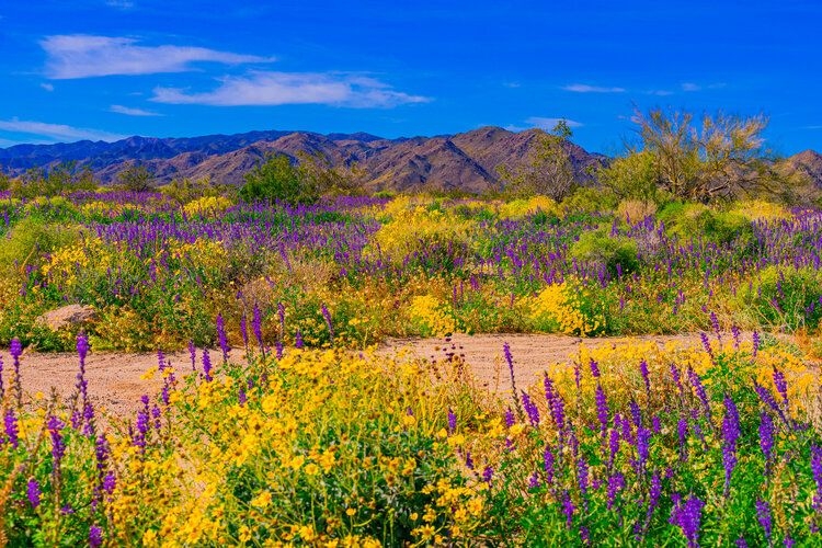 Best time to visit Joshua Tree, wildflowers, Top Villas