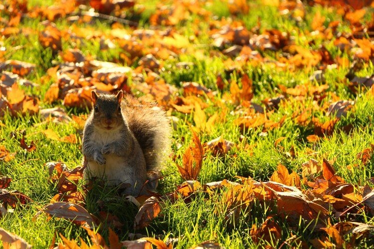 Best time to visit London, autumn park with golden leaves and squirrel, UK vacation rentals, Top Villas