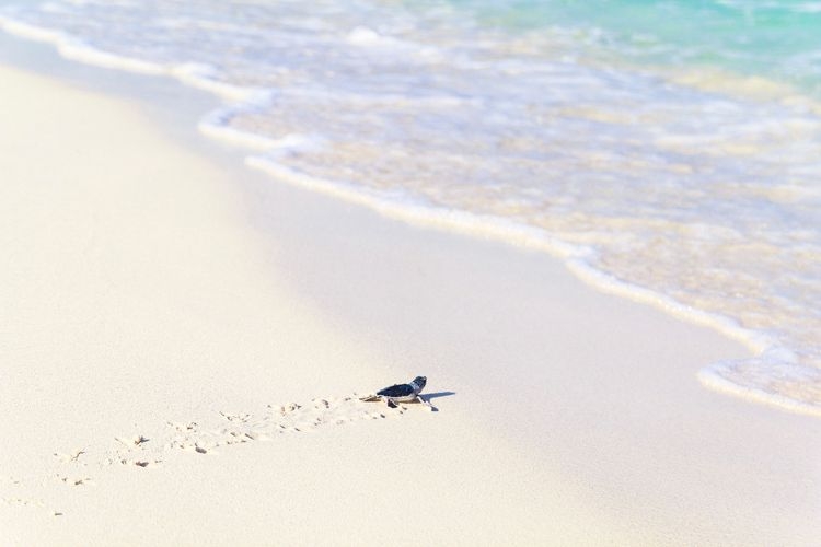 Best time to visit Mexico, baby turtles, Top Villas