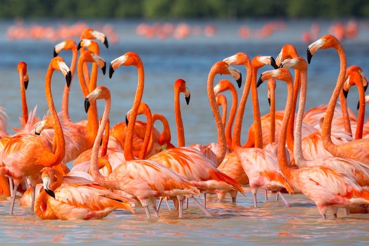 Best time to visit Mexico, flamingo sightings, Top Villas