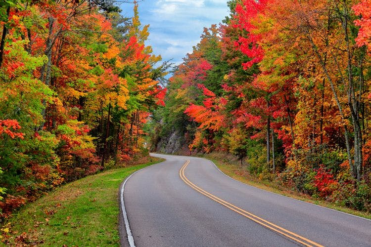 Fall trees lining a road near Pigeon Forge