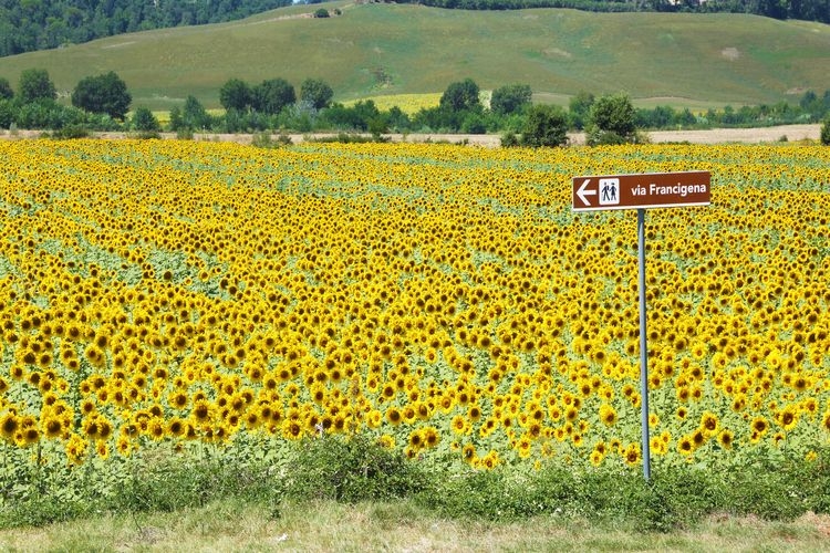 The best time to visit Tuscany, sunflower field, Top Villas