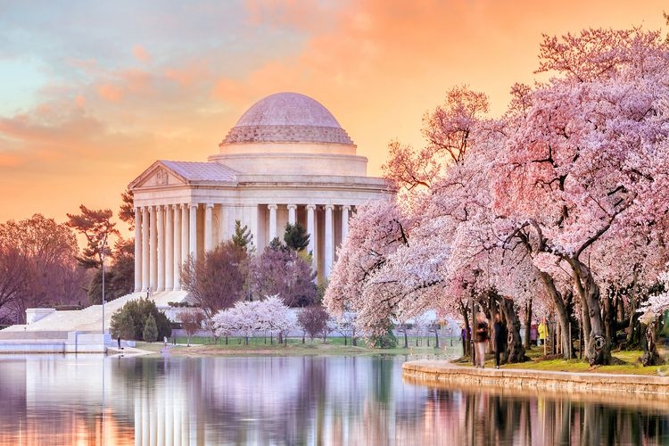 Best time to visit Washington DC, March and April, Cherry blossom festival Top Villas