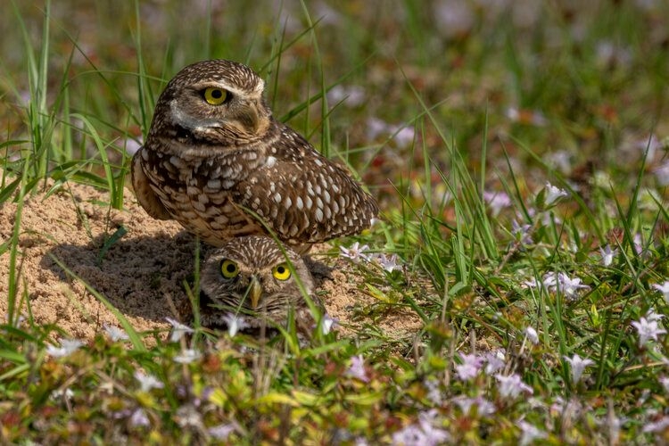 Things to do in Cape Coral, burrowing owls, bird watching
