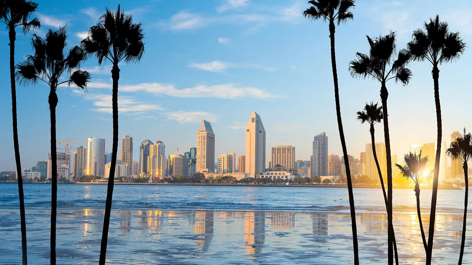 The skyline of San Diego in California with thin palm trees in front