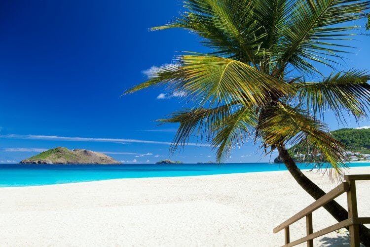 A white sand beach in St Barts with a palm tree