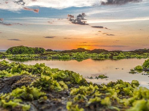 Canggu Bali wetlands landscape at sunrise
