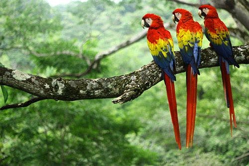 Three scarlet macaws sitting on a branch in a Costa Rica rainforest
