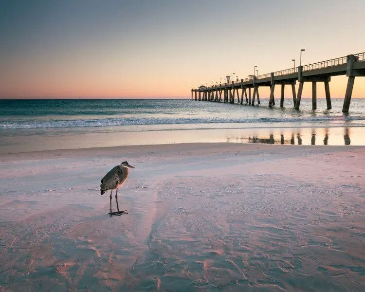 A bird on the white sand of Destin Beach by the pier